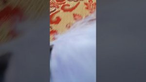 фиолетавый меньен дома шалит👍