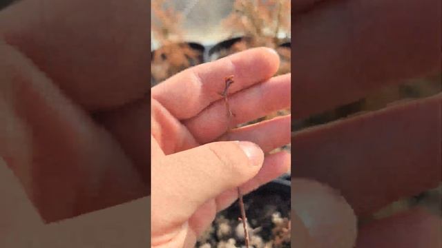 Секвойи в мороз -17, настоящая зимостойкость растений