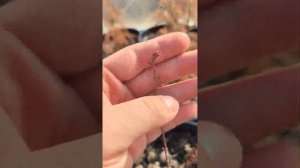 Секвойи в мороз -17, настоящая зимостойкость растений