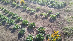 Осенняя посадка клубники