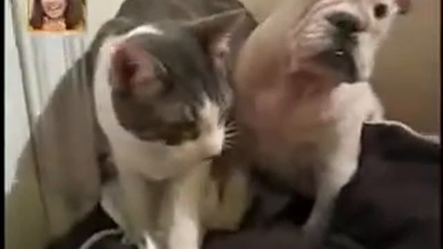 Котэ отправляет в нокаут.flv смотреть онлайн