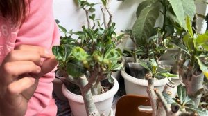 АДЕНИУМ ЦВЕТЕТ | НЕМНОГО О МОИХ АДЕНИУМАХ