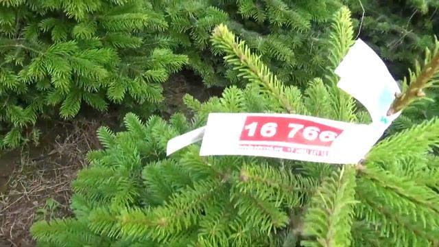 16766 Пихта Нордмана срезанная