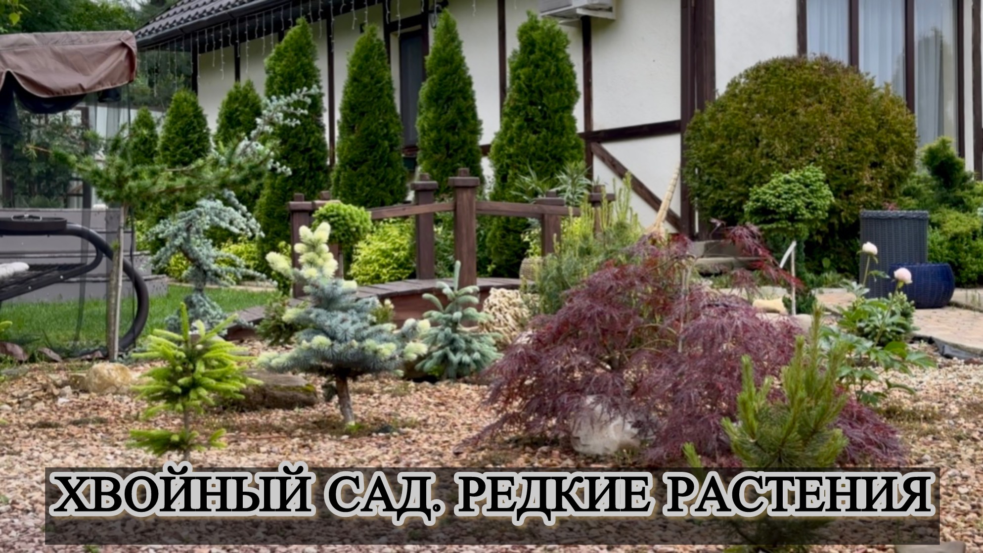 Хвойный сад. Редкие растения.