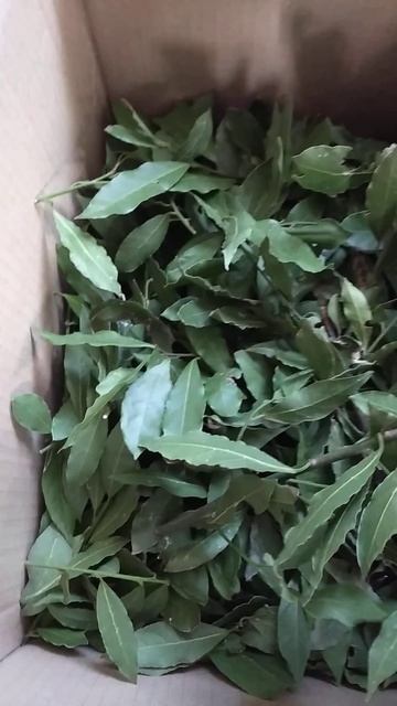 Урожай лаврового листа. #урожай смотреть онлайн