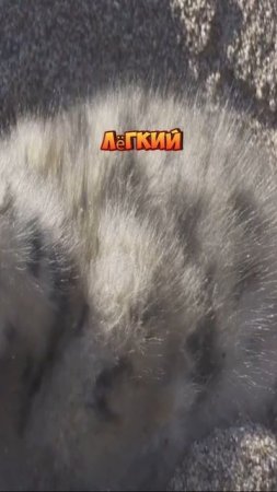 Что делать с дельфином