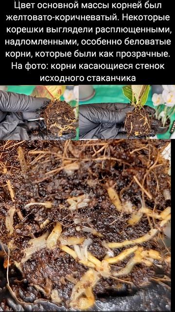 Пересадить нельзя выкидывать! Кротон Петра 09.03.2025г. Codia