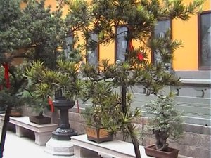 200607 Китай Шанхай Храм нефритового Будды