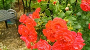 Миллион алых роз - восхитительная роза флорибунда Черри Герл, Кордес (Rose Cherry Girl, Kordes 2009