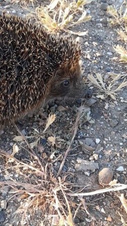 Ёжик испугался конечно же,в конце фырчал 🦔
