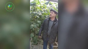 Как избавиться от белокрылки на огурцах: лучшие средс?