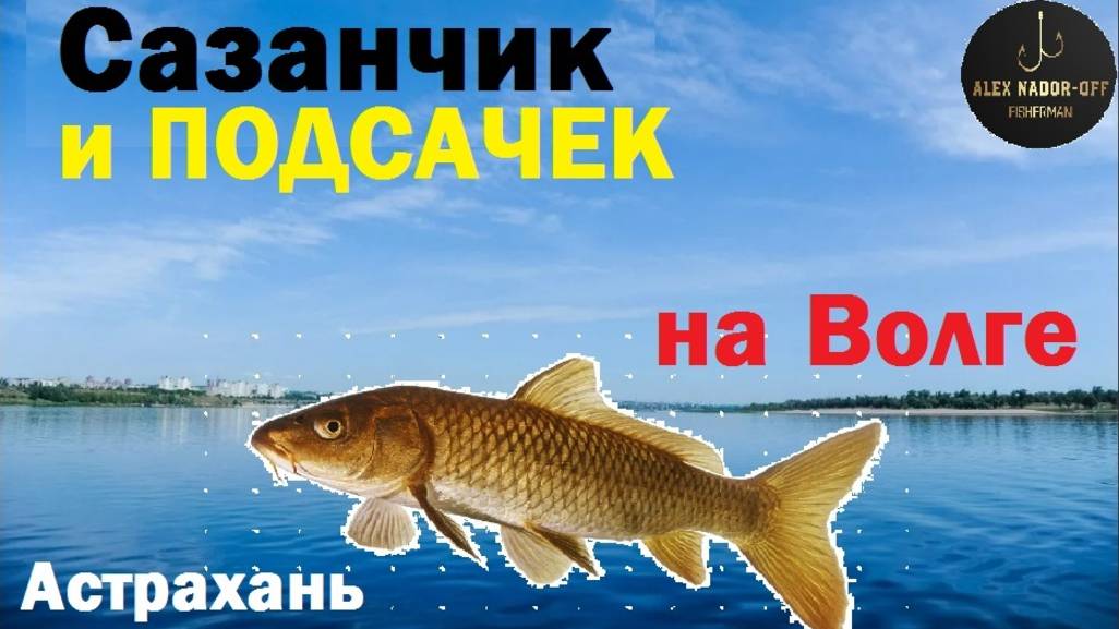 🔥ОГРОМНОГО ЖЫРНОГО САЗАНА в ПОДСАЧЕК🔥рыбалка на Волге в Астрахани !!!