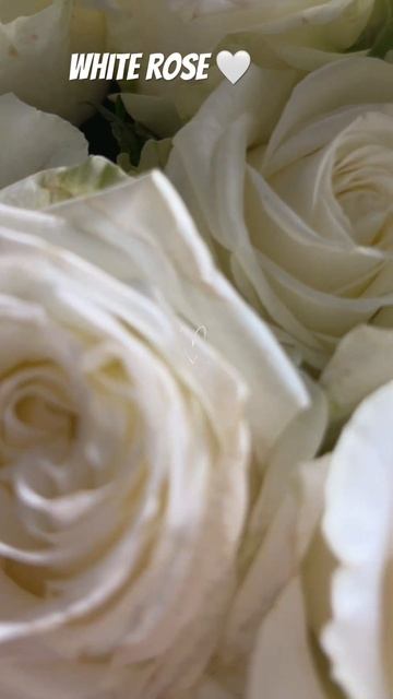 Белые розы #белыерозы #розы #цветы #flowers #rose #whiterose #nature #lo