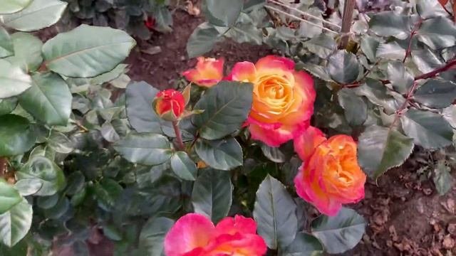 РОЗА Пульман Ориент Экспресс селекционера Lim&Twomey  Rose Pullman Orient Express