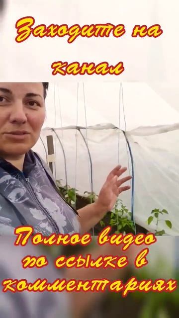 Рассада в теплице при возвратных заморозках #shorts #расс смотреть онлайн