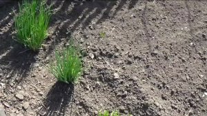 Многолетние луки в начале мая