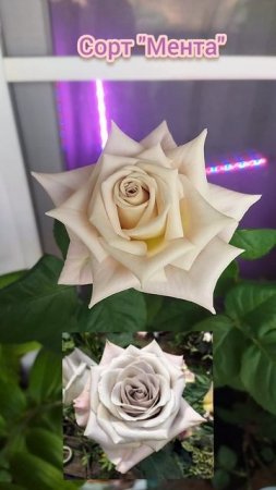 Роза🌹сорт "Мента", покупала в каперсах зимой, хранила в холодильнике и вот первое цветение