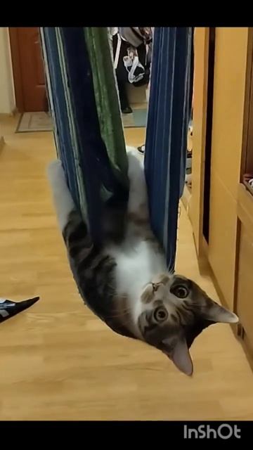 Котлетке хорошо 🔥🐆 #cat #rap #funnyvideo #catlover #кот #music #гамак # смотреть онлайн