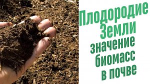 Особенности плодородия почвы.