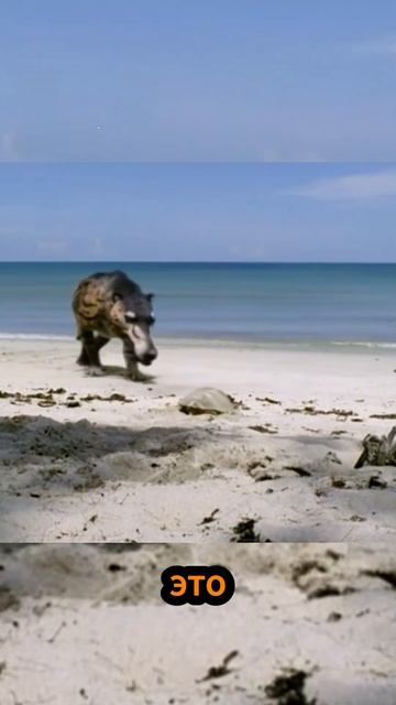 Самый большой хищник в истории! #shorts #bbc #вмиреживотных