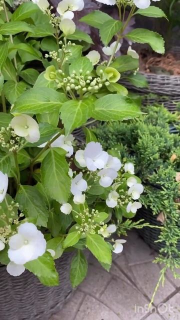 RUNAWAY BRIDE #гортензия #flowers #гортензія #garden #hortensia #сад#hydrangea смотреть онлайн