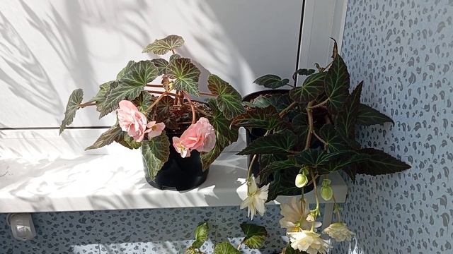 Бегония СвитСпайс Инглиш Роуз Begonia Sweet Spice English Rose