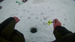 ПЛОТВА, ОКУНЬ НА БЕЗНАСАДКУ. КОРЯГИ ПОЛНЫ РЫБЫ.