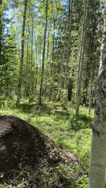 Красноярский край, Северо-Енисейский район  Природа смотреть онлайн