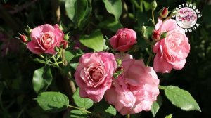 ЛУЧШИЕ ОБИЛЬНОЦВЕТУЩИЕ СОРТА РОЗ СЧАСТЛИВОГО САДОВОД