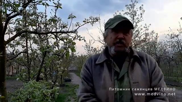 Вредители, болезни и обработки груш что могу сказать