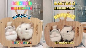 50 интересных фактов о шиншиллах - выпуски 1 и 2
