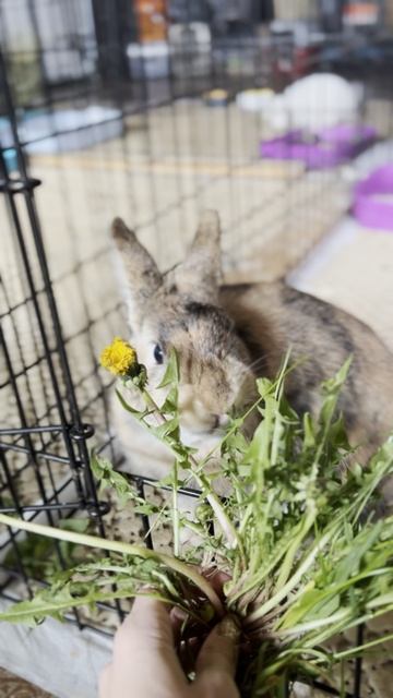Rabbits Hotel&Hospital