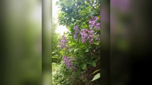 Красавица сирень. 2025г. Приятная музыка. Видео из личного архива автора.