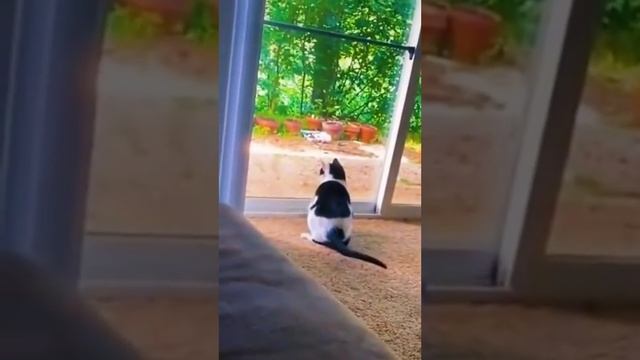 СМЕХ ПРОДЛЕВАЕТ ЖИЗНЬ🤣#кот #cat #любовькживотным #catvideos #приколы #крипта #премьера