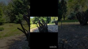 Парк Южные культуры в Сочи глазами Волшебницы