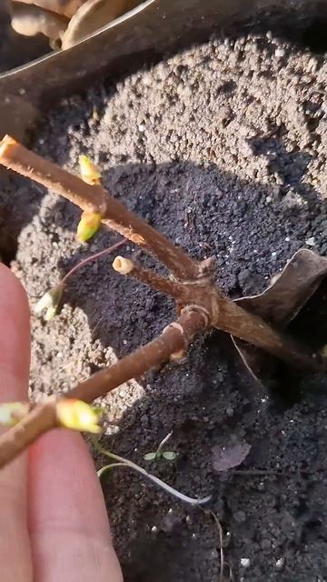 ВСЁ!!! Проснулась метельчатая гортензия🌿🌿🌿 Какая к? смотреть онлайн