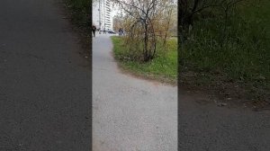 Прогулка погода в Санкт-Петербурге во 2-й половине дня от стадиона СКА
по Товарищескому пр.