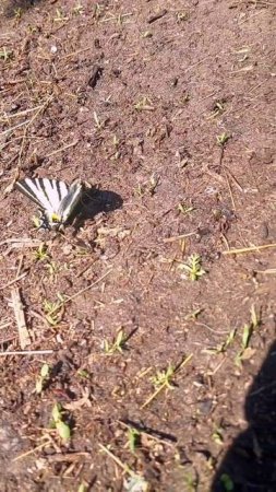 Бабочки появились новые 🦋