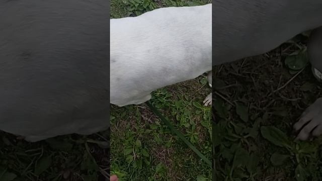 Ягнар. Шереметьевский приют.