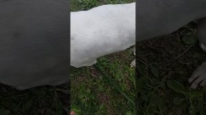 Ягнар. Шереметьевский приют.