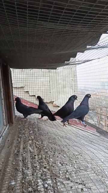 чёрные жуки смотреть онлайн