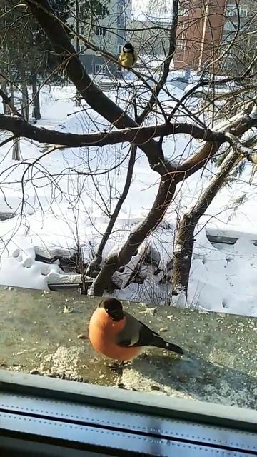 Красный фонарик и синички#2024#birds#синичка#зима#снегирь смотреть онлайн