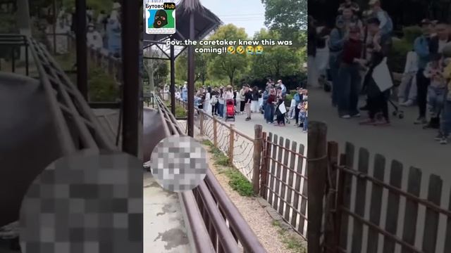 Бегемот Цзюмэй устроил газовую атаку на туристов в зоопарке Китая