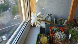 Как заставить КАКТУС обильно ЦВЕСТИ? Советы по УХОДУ з