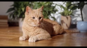 Судьба тех, у кого есть КОШКА! Вот Что Приносит Кошка в