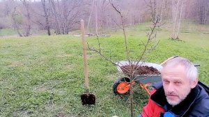 Огромные сочные яблоки с любой яблони. В чем секрет? Как заставить яблоню плодоносить?