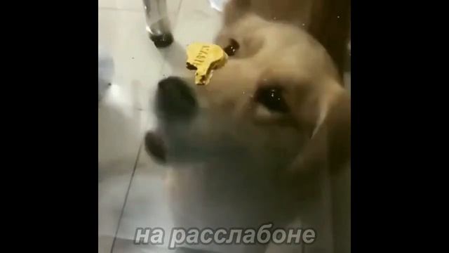 Это видео разжалобит любого.  Юмор, приколы, позитив, свежее смотреть онлайн