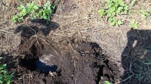 Пересадка двухгодичной павловнии в открытый грунт