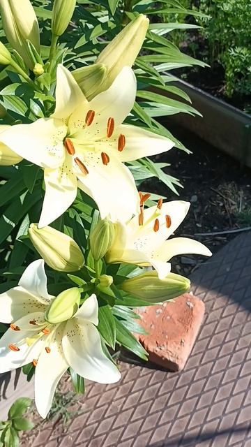 Красотка - белая лилия#nature #лилия #красотавокруг #огоро смотреть онлайн