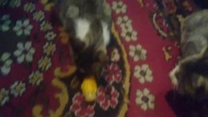 Коты едят кукурузу! Это надо видеть! Смешные коты.